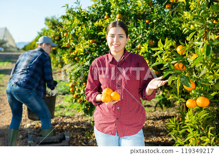 Smiling busy young woman farmer in plaid shirt gathering, harvesting fresh tangerines in orchard on sunny day Smiling busy young woman farmer in plaid shirt gathering, harvesting fresh tangerines in orchard on sunny day 119349217