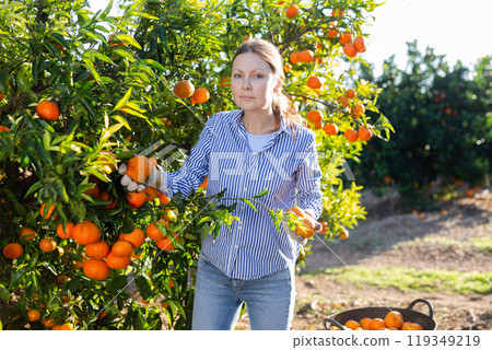 Concentrated farmer girl plucks tangerines from a tree Concentrated farmer girl plucks tangerines from a tree 119349219