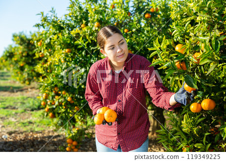 Concentrated farmer girl plucks tangerines from a tree Concentrated farmer girl plucks tangerines from a tree 119349225