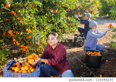 Positive busy young woman farmer worker harvesting local ripe tangerines in garden during sunny day 119349235