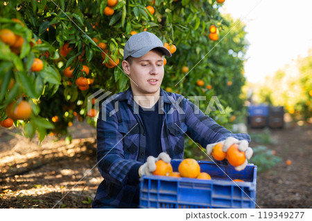 Skilled young man farmer employee in plaid shirt harvesting fresh tangerines during work on farm during daytime 119349277