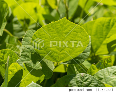 Fresh green plants covering the riverbed 119349281