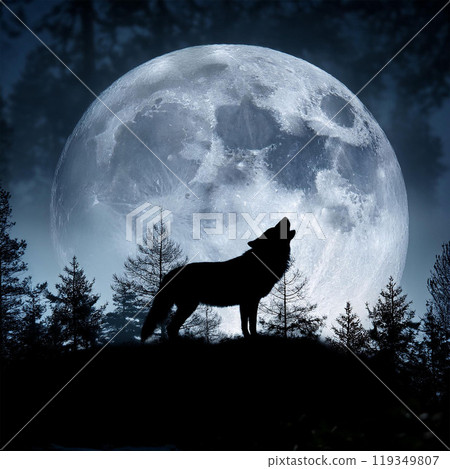 Wolf, gray wolf, pack life, wild animal, predator, howl at night, wolf howl, hunting, animal kingdom, wolf alpha, beta wolf, wolf pack, lone wolf, carnivore, wolf instinct, night hunter, wolves and hu Wolf, gray wolf, pack life, wild animal, predator, howl at night, wolf howl, hunting, animal kingdom, wolf alpha, beta wolf, wolf pack, lone wolf, carnivore, wolf instinct, night hunter, wolves and hu 119349807