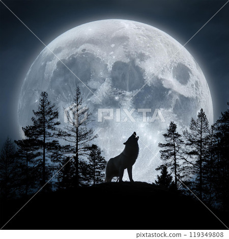 Wolf, gray wolf, pack life, wild animal, predator, howl at night, wolf howl, hunting, animal kingdom, wolf alpha, beta wolf, wolf pack, lone wolf, carnivore, wolf instinct, night hunter, wolves and hu 119349808