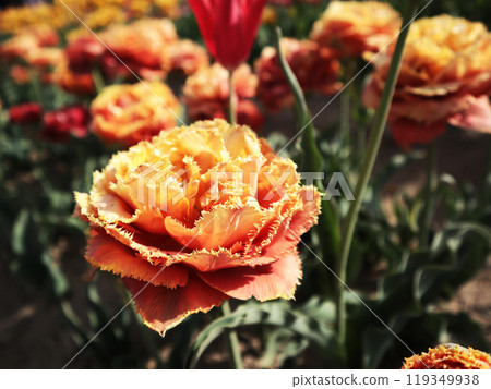 Orange tulips Orange tulips 119349938