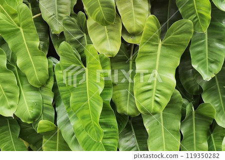 close up of tree with green leaf close up of tree with green leaf 119350282