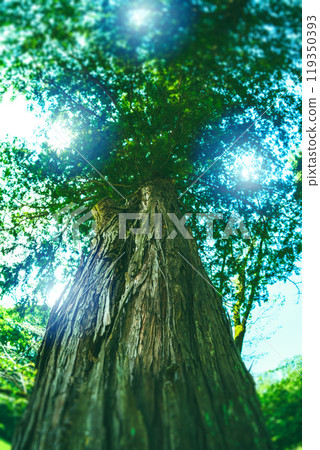 wood  119350393