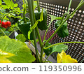 在家庭花園裡種植辣椒和西紅柿 119350996