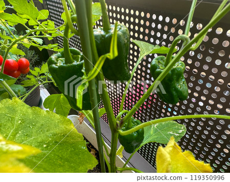在家庭花園裡種植辣椒和西紅柿 119350996