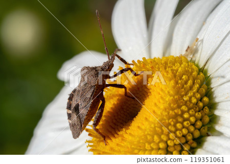 A white daisy flower with a brown ground cherries bug resting on its yellow center 119351061