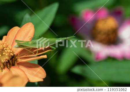 A green grasshopper on an orange zinnia petal 119351062