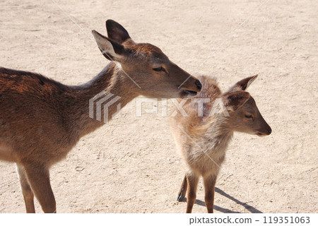 Miyajima deer and baby 119351063