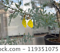 秋天的清晨，一隻黃色的蝴蝶出現在含羞草植物上。 119351075