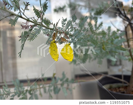 A yellow butterfly emerges from a mimosa plant early in the morning in autumn A yellow butterfly emerges from a mimosa plant early in the morning in autumn 119351075