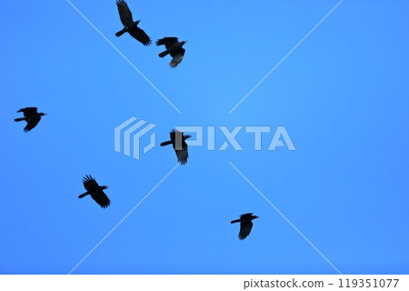A flock of crows migrating 119351077