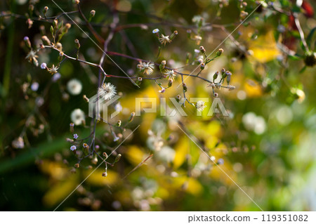 The pappus of the broom chrysanthemum on the Yasuragi Embankment of the Shinano River 119351082