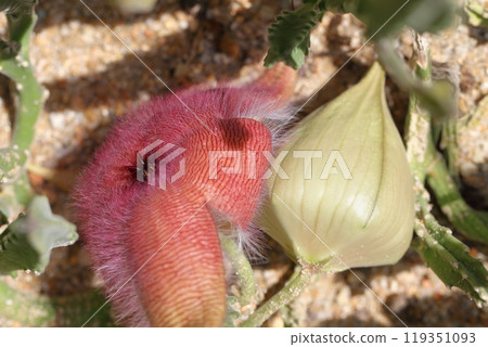 犀牛角和多肉植物的花和芽 119351093