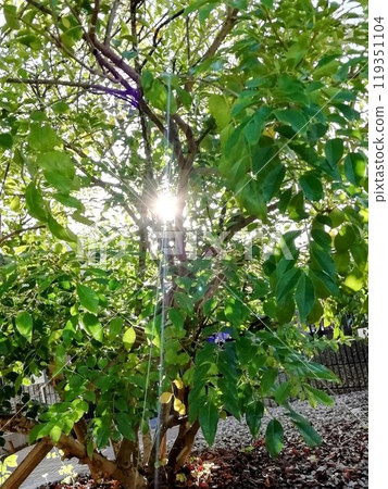 Island Ash 119351104