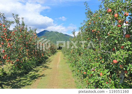 Autumn in Azumino: Apple orchards at the foot of the Northern Alps Autumn in Azumino: Apple orchards at the foot of the Northern Alps 119351160