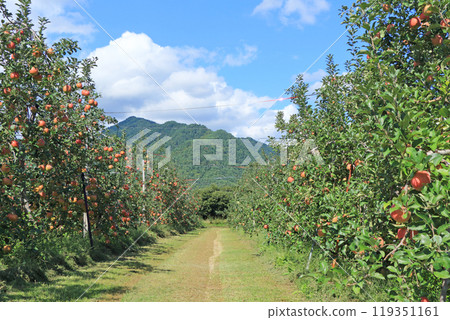 (秋天的安曇野,北阿爾卑斯山腳下的蘋果園 (秋天的安曇野,北阿爾卑斯山腳下的蘋果園 119351161