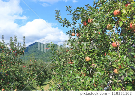 (Autumn in Azumino: Apple orchards at the foot of the Northern Alps 119351162