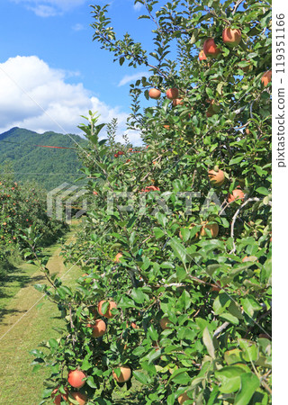 （秋天的安曇野，北阿爾卑斯山腳下的蘋果園 119351166
