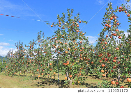 (秋天的安曇野,北阿爾卑斯山腳下的蘋果園 (秋天的安曇野,北阿爾卑斯山腳下的蘋果園 119351170