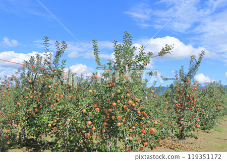 (Autumn in Azumino: Apple orchards at the foot of the Northern Alps 119351172