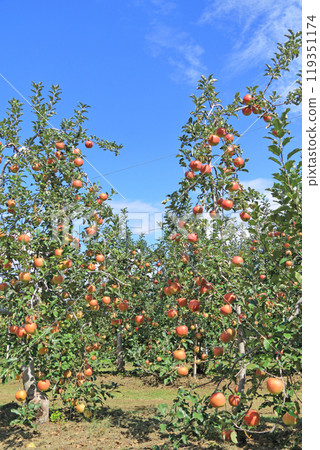 (Autumn in Azumino: Apple orchards at the foot of the Northern Alps (Autumn in Azumino: Apple orchards at the foot of the Northern Alps 119351174