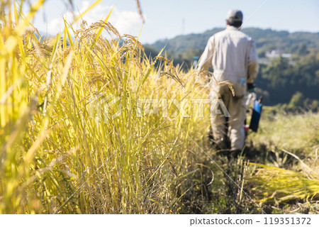 Image of rice harvesting: A man harvesting rice using a hand-pushed rice harvester binder Image of rice harvesting: A man harvesting rice using a hand-pushed rice harvester binder 119351372