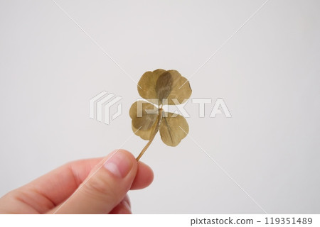 五葉壓花 五葉壓花 119351489