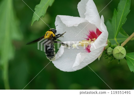 A black carpenter bee flies away after sucking the nectar from a white Rose of Sharon. 119351491