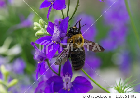 一隻黑木蜂正在吸食藍紫色鴴的花蜜 119351492