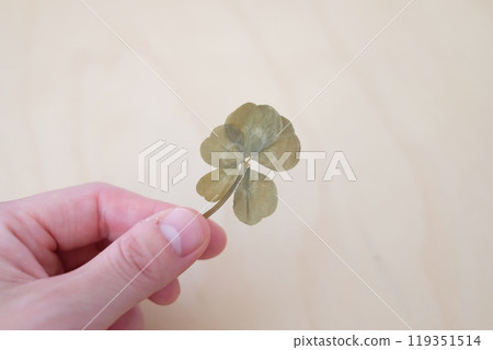 Pressed five-leaf clover 119351514