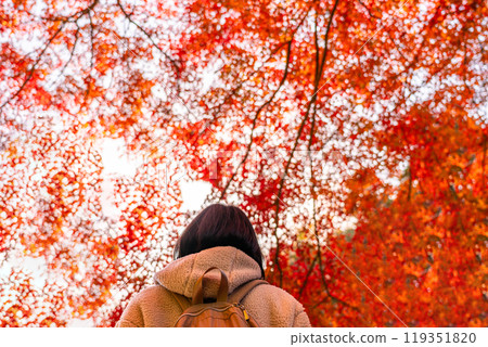 [Kanagawa Prefecture] Vibrant autumn leaves and the back of a woman 119351820
