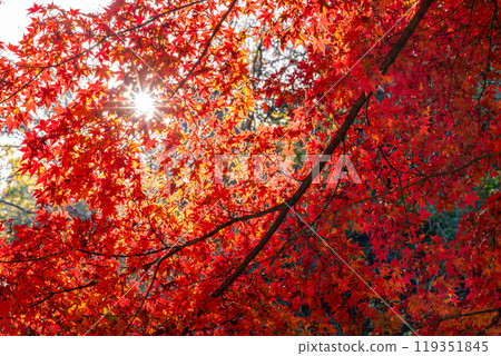 【神奈川縣】鎌倉明月院,秋葉美麗 【神奈川縣】鎌倉明月院,秋葉美麗 119351845