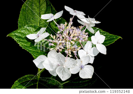 White hydrangea lanarth white on a black background White hydrangea lanarth white on a black background 119352148