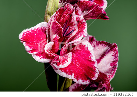 Blooming Gladiolus Jiri Vaclavik on a green background Blooming Gladiolus Jiri Vaclavik on a green background 119352165