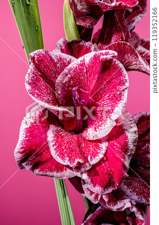 Blooming Gladiolus Jiri Vaclavik on a pink background Blooming Gladiolus Jiri Vaclavik on a pink background 119352166
