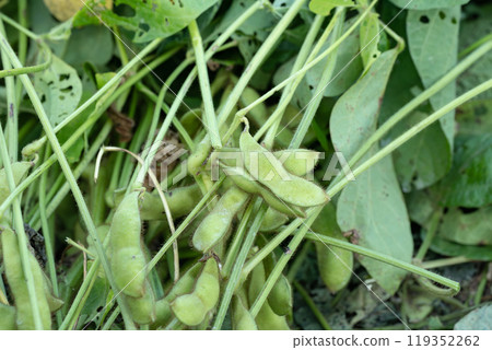 毛豆在秋天成熟 毛豆在秋天成熟 119352262