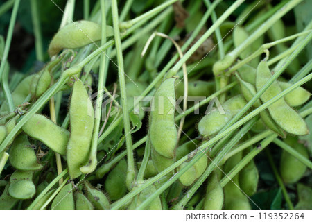毛豆在秋天成熟 毛豆在秋天成熟 119352264