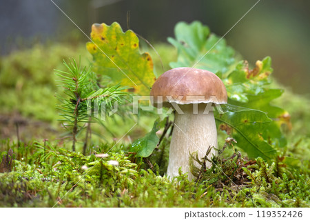 Wild Porcini Mushroom Growing in Lush Green Forest Environment Wild Porcini Mushroom Growing in Lush Green Forest Environment 119352426