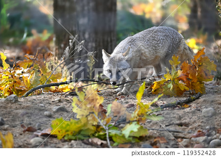 Grey Fox Exploring Autumn Forest with Fallen Leaves Grey Fox Exploring Autumn Forest with Fallen Leaves 119352428