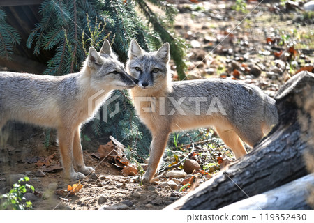 Pair of curious foxes in a forest setting 119352430