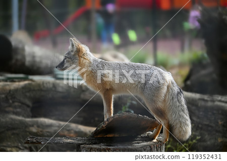 Wild Gray Fox Standing on a Tree Trunk in Natural Habitat Wild Gray Fox Standing on a Tree Trunk in Natural Habitat 119352431