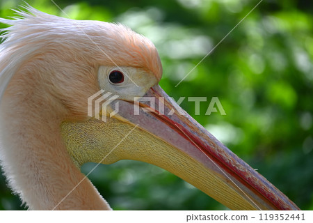 Close-Up of Majestic Pelican Against Lush Green Background Close-Up of Majestic Pelican Against Lush Green Background 119352441