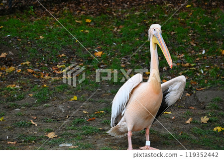 Elegant Pelican Standing in Autumnal Park Setting Elegant Pelican Standing in Autumnal Park Setting 119352442