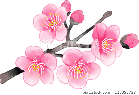 梅花枝水彩插圖 119352728