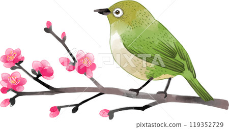 Watercolor illustration of a Japanese white-eye perched on a plum branch Watercolor illustration of a Japanese white-eye perched on a plum branch 119352729