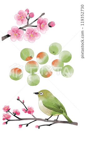 Plum and white-eye watercolor illustration set Plum and white-eye watercolor illustration set 119352730